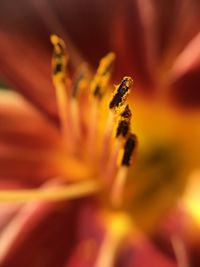 Close-up of flower against blurred background