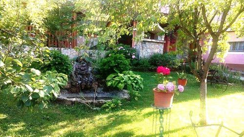 Potted plants in yard