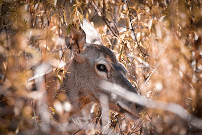 Deer in a forest