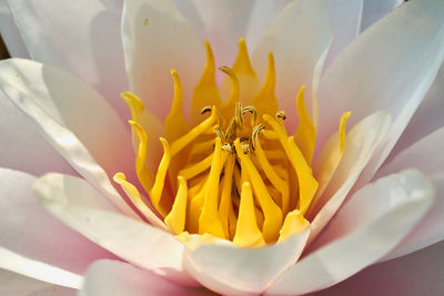 Close-up of yellow flowering plant