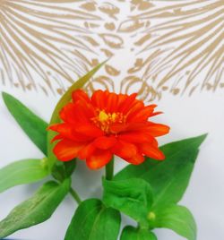 Close-up of red flower