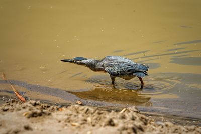 View of bird in lake