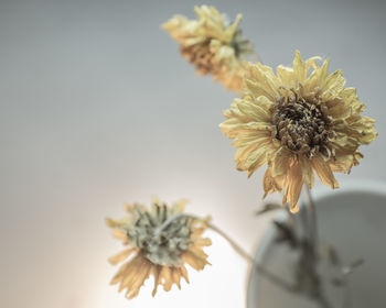 Close-up of yellow flowers