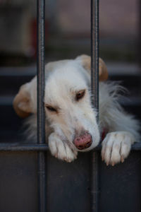 Close-up of dog