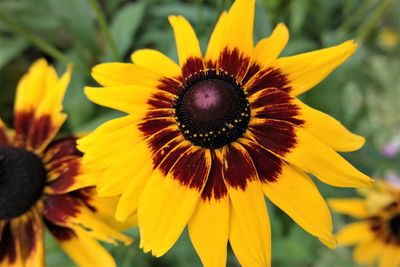 Close-up of sunflower