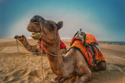 Horses sitting on sand at desert against clear sky