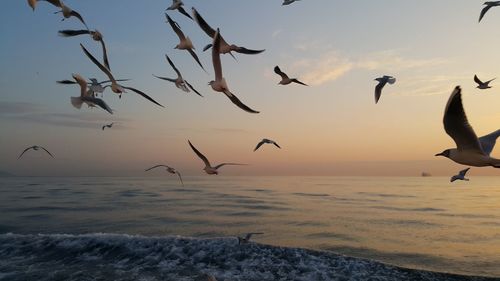 Flock of seagulls flying over beach during sunset