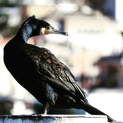 Close-up of bird perching