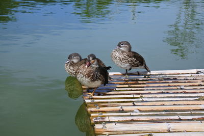 High angle view of seagulls perching on a lake