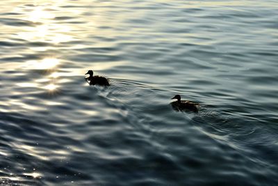 Close-up of duck swimming in lake