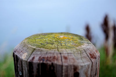 Close-up of tree stump over wooden post