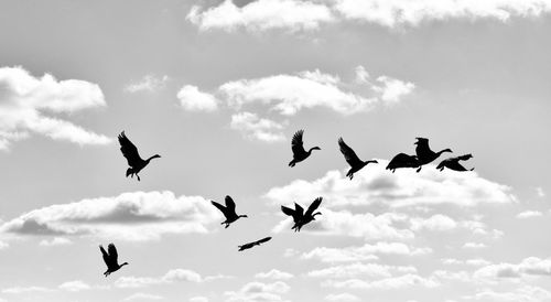 Low angle view of birds flying against sky