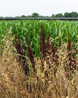 Close-up of crops growing on field