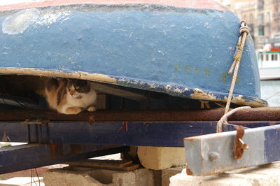 Close-up of a cat on the wall