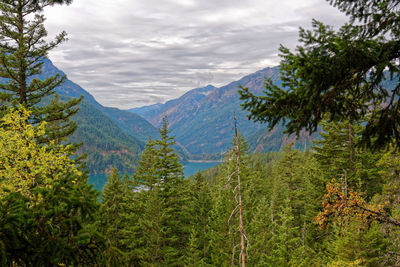 Scenic view of pine trees and mountains against sky