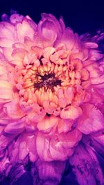 Close-up of pink flowers