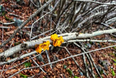 Close-up of yellow flower on branch