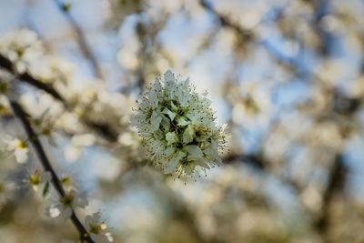 Close-up of cherry blossoms on branch