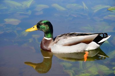 Duck swimming in a lake