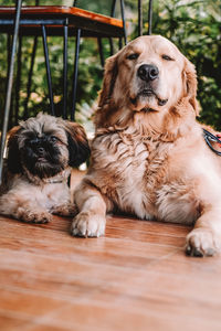 Portrait of dog lying down on floor