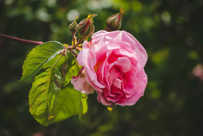 Close-up of pink rose blooming outdoors