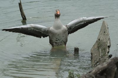 Seagulls flying over lake