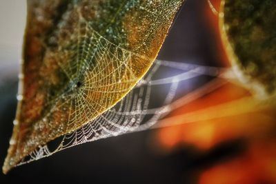 Close-up of plant against blurred background