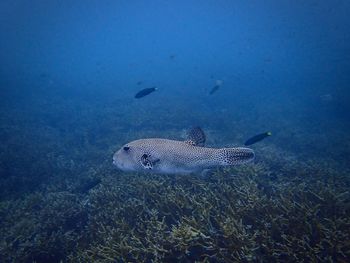 Puffer fish swimming in the ocean