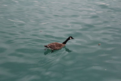 High angle view of swan swimming in lake
