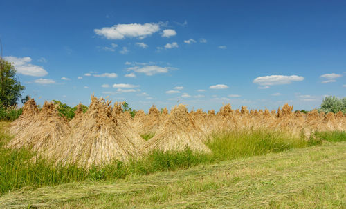 Plants growing on field against sky