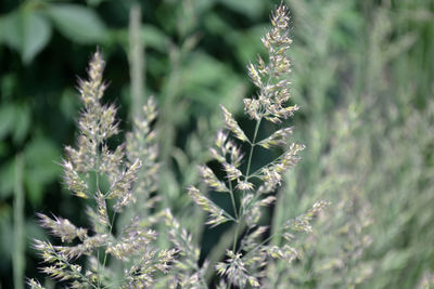 Close-up of plant on field