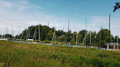 Panoramic shot of trees on field against sky