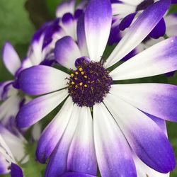 Close-up of purple flower blooming outdoors