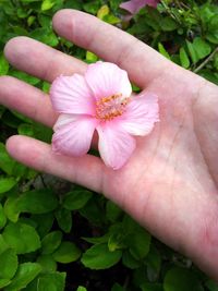 Close-up of hand holding flower