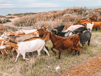 Goats on field