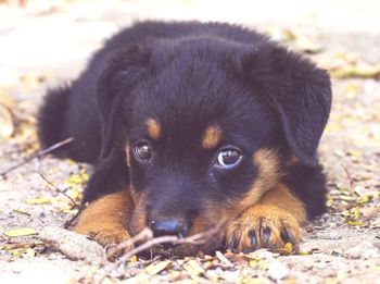 Portrait of black dog