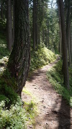 Trees in forest