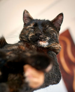 Close-up portrait of a cat