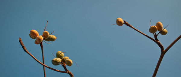 Low angle view of plant against clear blue sky