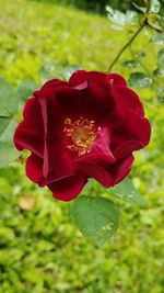 Close-up of red rose