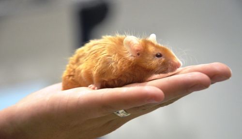 Cropped hand holding rabbit