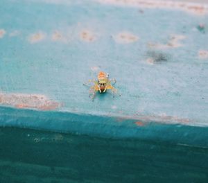 High angle view of spider