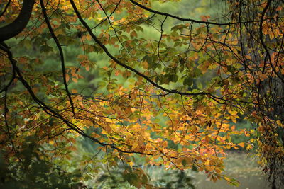 Low angle view of tree