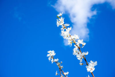 Low angle view of cherry blossom against blue sky