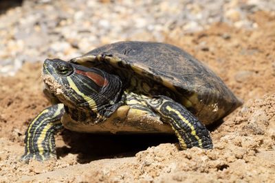 Close-up of turtle on sand 