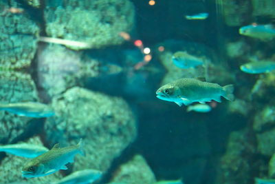 Close-up of fish underwater