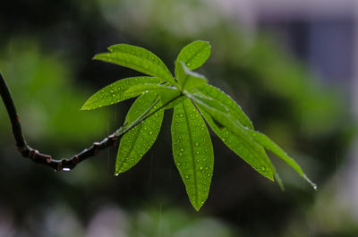 Close-up of wet plant leaves