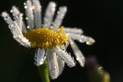 Close-up of water drops on flower