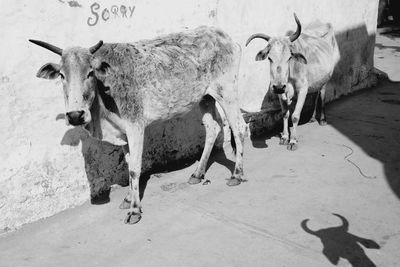 Cows standing in a horse