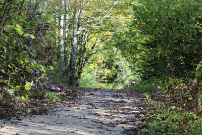 Dirt road amidst trees in forest